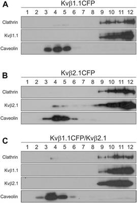 Oligomerization and Spatial Distribution of Kvβ1.1 and Kvβ2.1 Regulatory Subunits